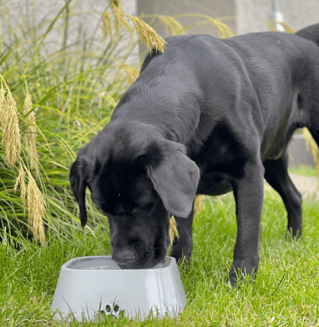 Offre spéciale 2023🔥Bol d'eau pour animaux de compagnie, résistant aux éclaboussures, bouche non mouillée, peut être un abreuvoir anti-retournement pour voiture (49% de réduction🎉)