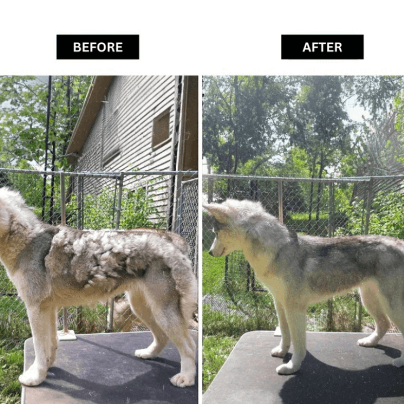 HQpet™ 6 in 1 Vacuum Groomer