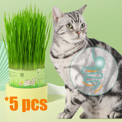 🔥BUY 2 GET 1 FREE🔥Canned cat grass