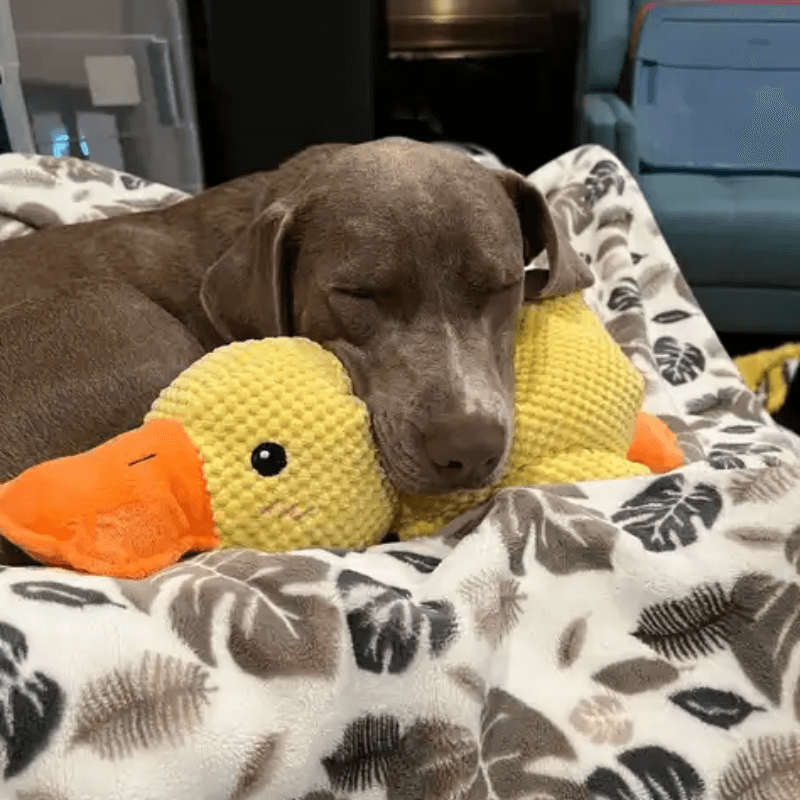 HQpet™ Calming Duck