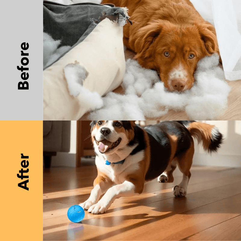 HQpet™ Automatic Ball