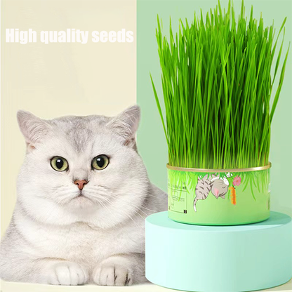 🔥BUY 2 GET 1 FREE🔥Canned cat grass