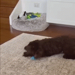 HQpet™ Automatic Ball