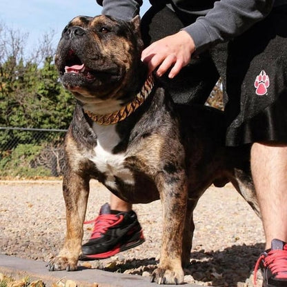 Collier de sécurité pour animaux de compagnie à chaîne dorée épaisse