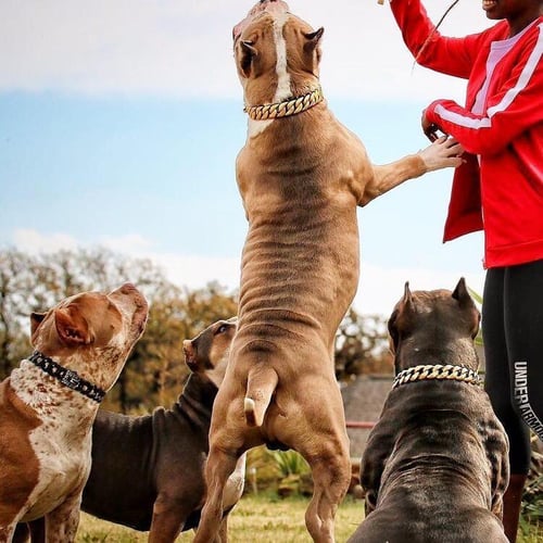 Collier de sécurité pour animaux de compagnie à chaîne dorée épaisse