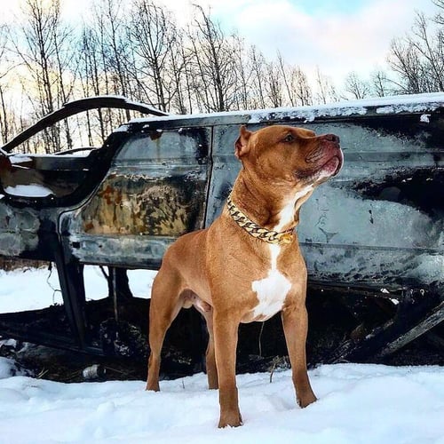 Collier de sécurité pour animaux de compagnie à chaîne dorée épaisse