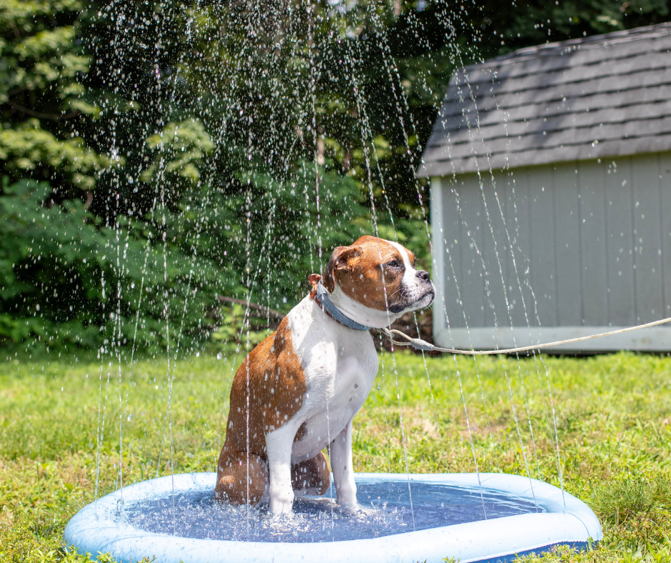 hqpet™ - Refreshing Dog Sprinkler Pad